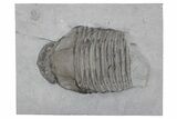 Partial Trilobite (Trimerus) Fossil - New York #232155-1